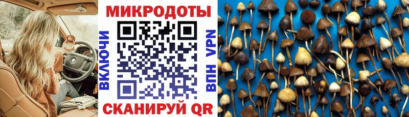 Галлюциногенные грибы Psilocybe  купить наркоту  Рубцовск 